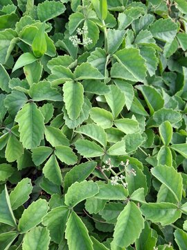 Green foliage background. The vine, Cayratia trifolia, also known as lakum or kalor. Cayratia trifolia is a vine often considered a weed in some areas