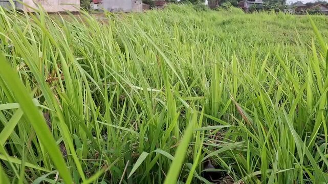 A stretch of green grass blown by the wind. Based on its characteristics, this is most likely fodder grass or weeds.