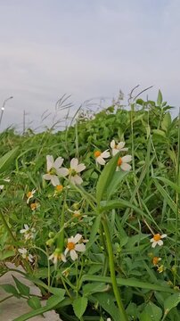 The wind-blown grass flower, Ketul flower (also known as Ajeran, Hareuga, or Jotang), has the scientific name Bidens pilosa or Bidens alba. This plant is often considered a weed or wild plant