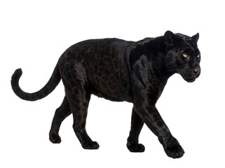 Black panther walking, side view, isolated on transparent background (PNG) © Trixy