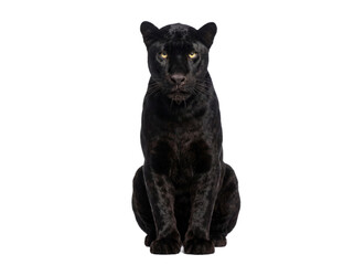 Black panther sitting, front view, isolated on transparent background (PNG) © Trixy