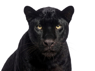 Black panther portrait, closeup. Isolated on transparent background (PNG) © Trixy