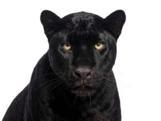 Fototapete Panther Black panther portrait, closeup. Isolated on transparent background (PNG)  © Trixy