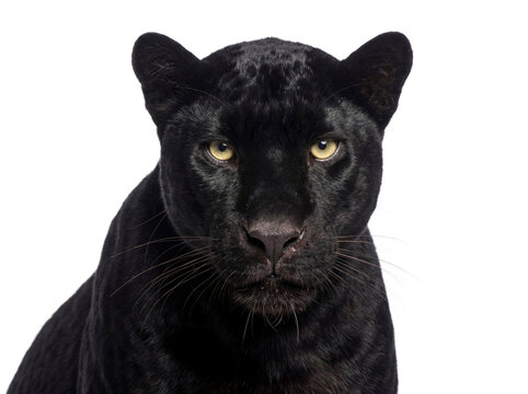 Black panther portrait, closeup. Isolated on transparent background (PNG)