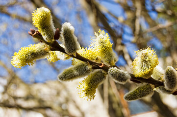 Pussy willow © Julius Fekete