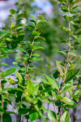 Obraz premium Green leaves on branches of shrub in natural outdoor setting
