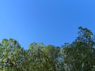 Obraz premium A row of tall tropical trees against a bright blue summer sky, a natural background with the trees at the bottom of the image.