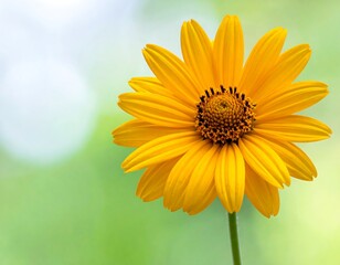 Obraz premium Bright yellow daisy-like flower with a brown center on a green stem against a soft, blurry background