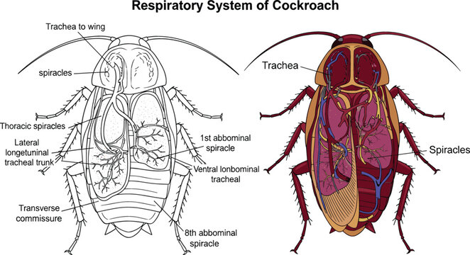 Respiratory system of cockroach anatomy diagram showing trachea spiracles and tracheal trunks for biological science and entomology education