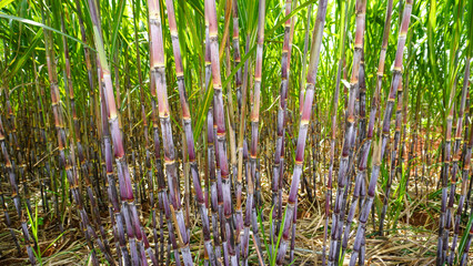Obraz premium Sugarcane, which is used as raw material for making sugar, thrives in the tropics. Sugarcane is a giant tropical grass from the family Graminaceae. 