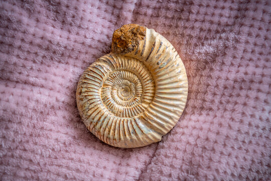 A striking close-up of a spiral ammonite fossil reveals intricate patterns and textures