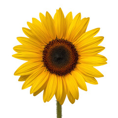 Vibrant Sunflower in Full Bloom Isolated on White Background