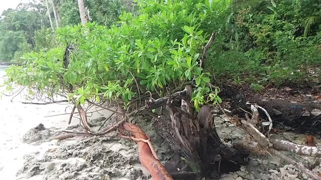 Tropical Coastal Vegetation and Driftwood on a White Sand Beach in Biak, Papua