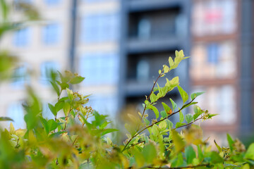 Green leaves in foreground with blurred modern apartment building background