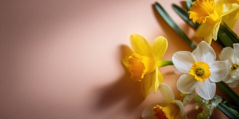 Yellow and White Spring Daffodils Blooming on a Soft Pink Background with Copy Space for Festive Greeting Cards, Floral Backdrop for Mothering Sunday or Easter