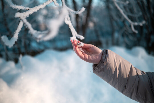 Close-up of a branch with snow and a human hand. High quality photo