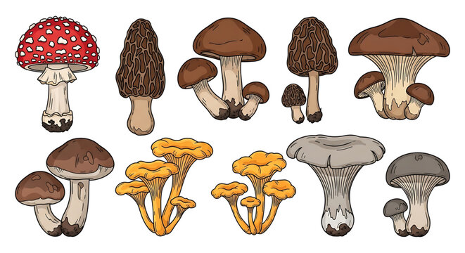 A colorful vector illustration of various mushroom species, including morels and amanita, in a flat design style.
