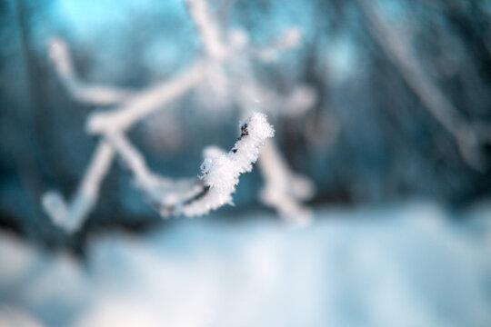 Tree branch with snow close-up. High quality photo