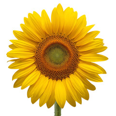 Obraz premium Vibrant sunflower with bright yellow petals and brown center, isolated on white background, floral beauty