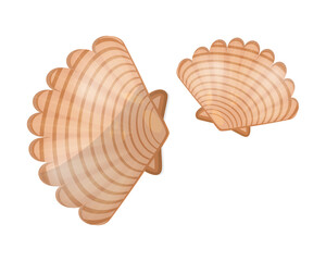Fototapeta premium Two Natural Sea Shells on White Background
