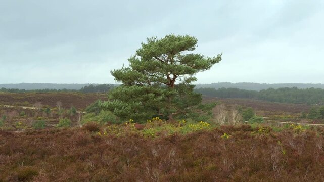 Landscape of Frensham Country Park. South of Farnham, Surrey. UK