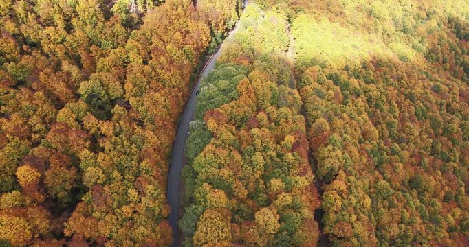 Electic car driving down an asphalt road crossing the autumn colorful forest on a sunny autumn day. People on relaxing drive through the idyllic woods in picturesque countryside, cinematic drone shot