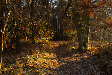 Obraz premium Autumn forest pathway with golden sunlight and fallen leaves.