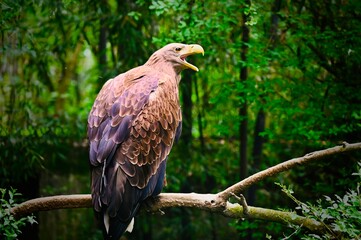 Brown eagle resting on a tree branch in a green forest. Wildlife portrait capturing a majestic bird of prey with detailed feathers in its natural habitat.
