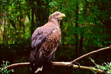 Obraz premium Brown eagle resting on a tree branch in a green forest. Wildlife portrait capturing a majestic bird of prey with detailed feathers in its natural habitat.