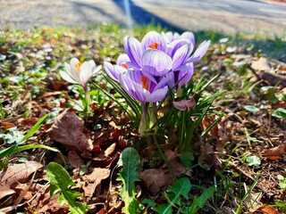 Beautiful violet crocus flowers growing on the dry grass, the first sign of spring. Seasonal easter background