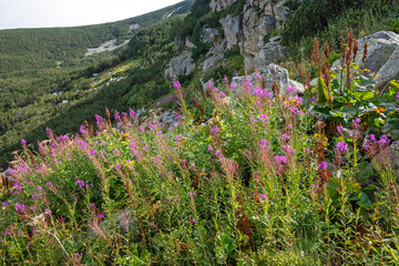 Obraz premium Landscape of Rila mountain near Yakoruda Lakes, Bulgaria