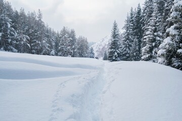 Fototapeta premium A deep trail through freshly fallen snow in the winter mountain forest of Almaty in Kazakhstan. A picturesque landscape for winter hiking, downhill skiing and outdoor adventures