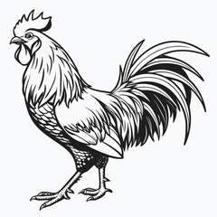 Rooster vintage isolated illustration in black and white woodcut style. Detailed hand drawn in expressive. Vector line art on white background. © Анна Заиченко