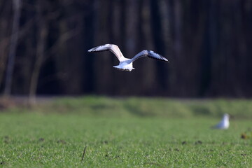 Fototapeta premium volo in campagna