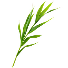 Obraz premium A single green plant stem on transparent background