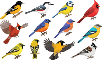 Obraz premium Realistic Colorful Songbird Collection with Cardinal Oriole Bluebird Sparrow and Forest Wildlife Birds Flat Vector Illustration Set.