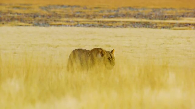 View of a Panthera leo walking through the grass in Mabuasehube, Botswana, South africa 