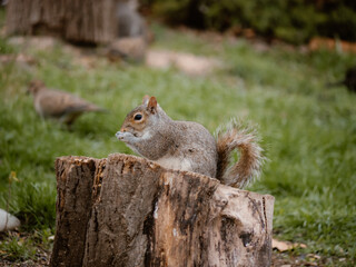 Squirrel in Nature
