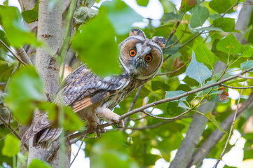 Fototapeta premium The Hevsel Gardens in Diyarbakır provide a good habitat for the Long-eared Owl (Asio otus). 