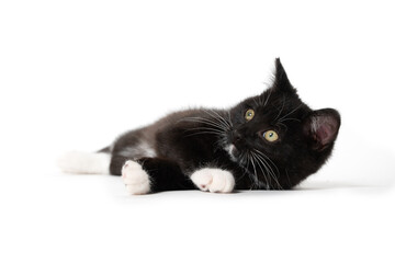 Cute black kitten isolated on white background © Tony Campbell