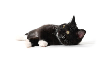 Cute black kitten isolated on white background