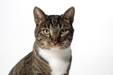 Portrait of a young male cat