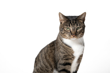 Portrait of a young male cat