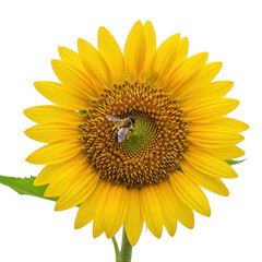 Obraz premium Busy bee collecting pollen from a bright yellow sunflower