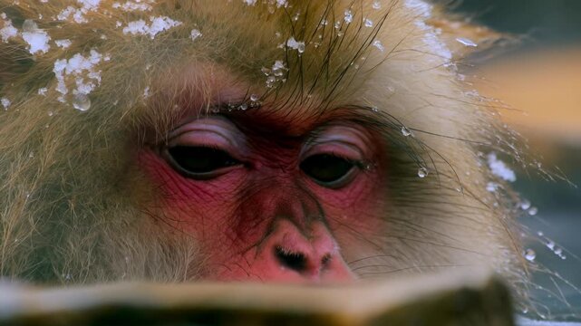 Cute japanese snow monkey soaking natural hot spring wild macaque red face authentic nature wildlife animal beautiful winter outdoor survival warm steam background fauna