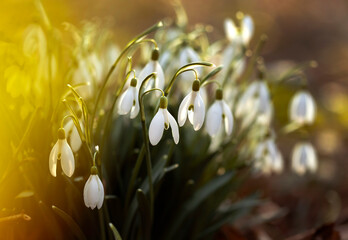 Śnieżyczka przebiśnieg (Galanthus nivalis) – pierwsze wiosenne kwiaty w ogrodzie o poranku. © mycatherina