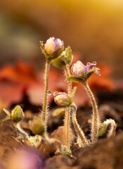Pąki przylaszczki pospolitej (Hepatica nobilis) z kroplami wody na przedwiośniu, makro kwiatów w lesie. © mycatherina