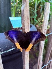 Beautiful yellow-edged giant owl butterfly on plant outdoors, closeup. Space for text. 