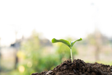 Pumpkin sprout growing under morning sunlight