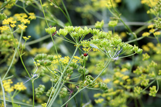 Sowing parsnip (Pastinaca sativa), grows in nature.